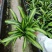 金心也门铁绿植室内花卉观叶植物