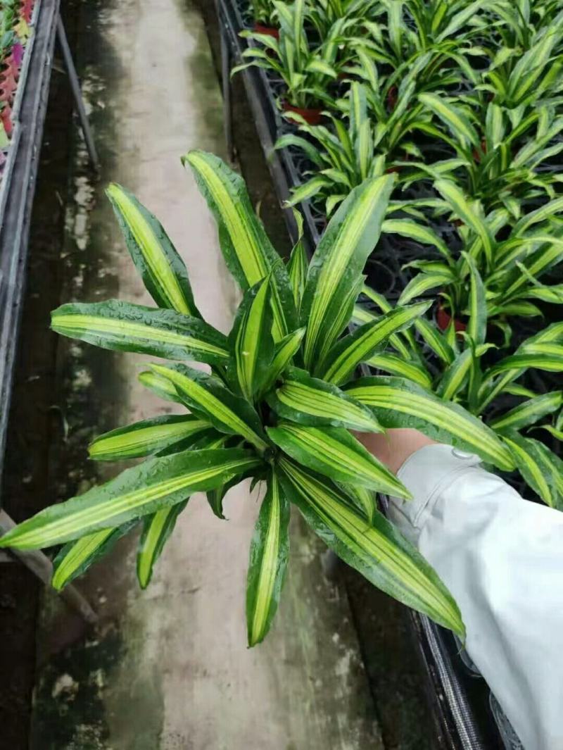 金心也门铁绿植室内花卉观叶植物