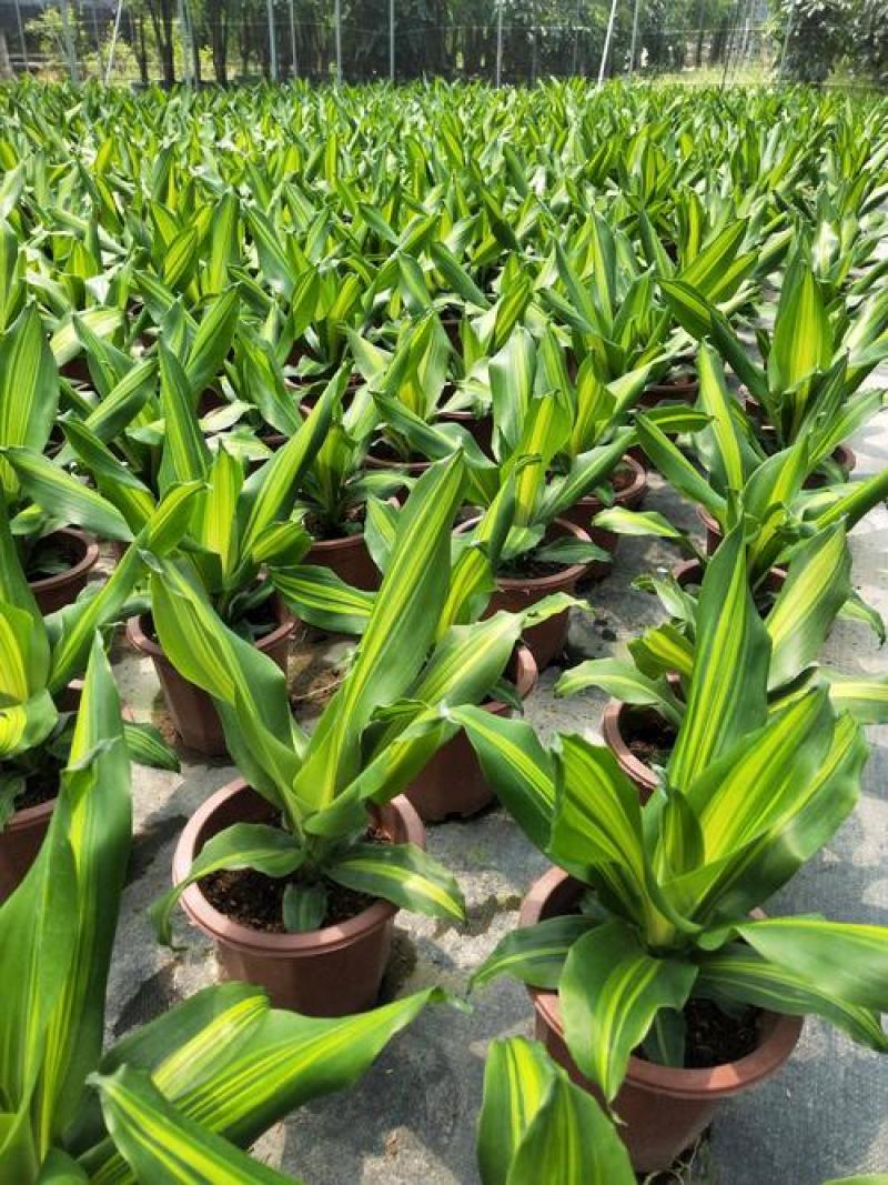 金心也门铁绿植室内花卉观叶植物