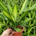 金心也门铁绿植室内花卉观叶植物