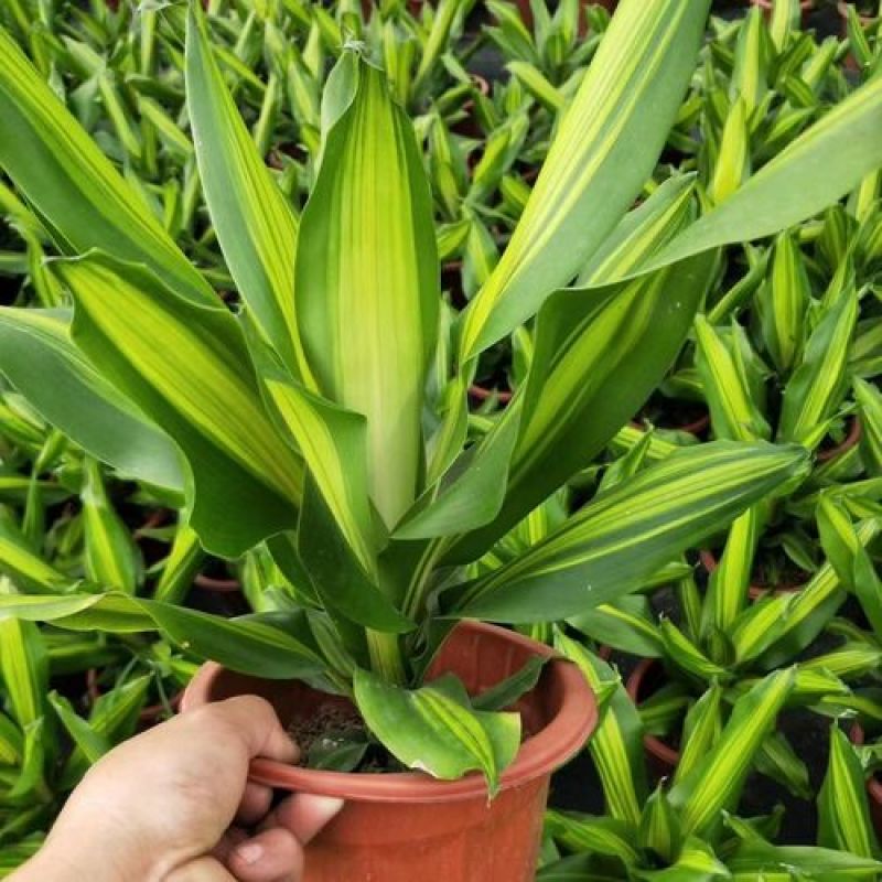 金心也门铁绿植室内花卉观叶植物