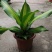金心也门铁绿植室内花卉观叶植物