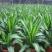 金心也门铁绿植室内花卉观叶植物