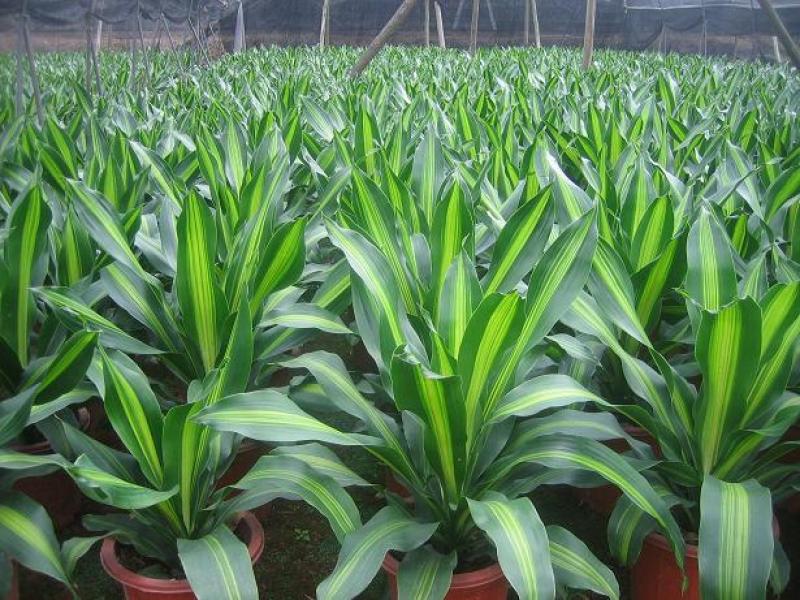 金心也门铁绿植室内花卉观叶植物