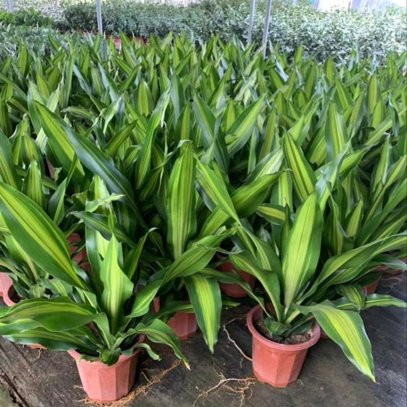 金心也门铁绿植室内花卉观叶植物