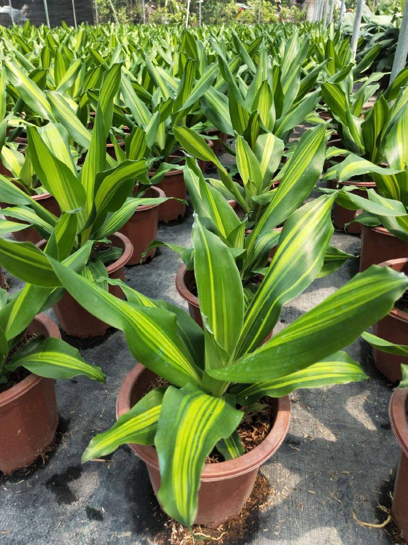 金心也门铁绿植室内花卉观叶植物