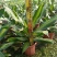 金心也门铁绿植室内花卉观叶植物