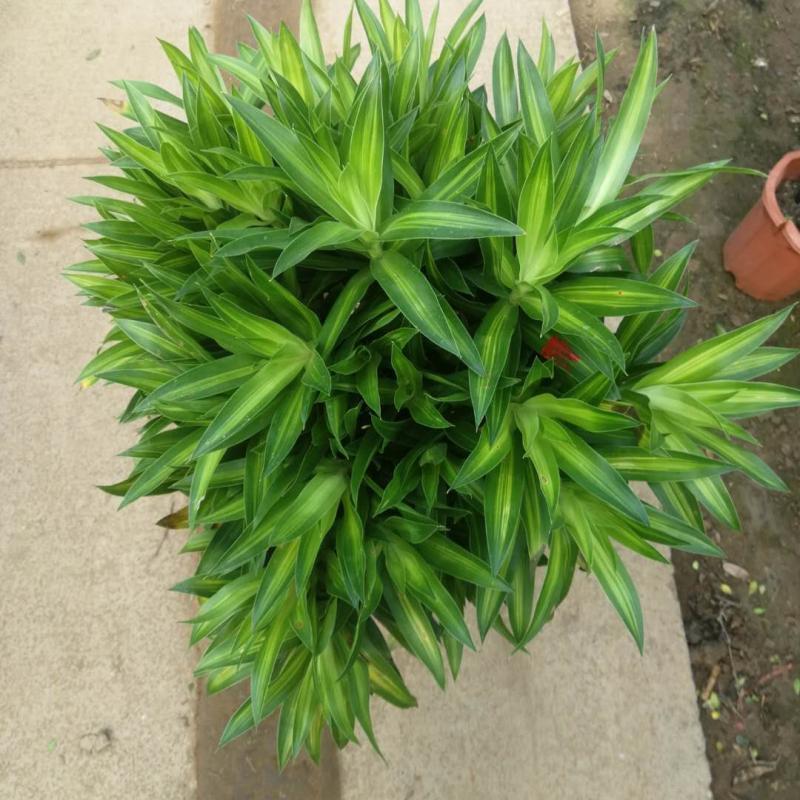 百合竹盆栽金心室内大型绿植盆栽四季常青可水培土培植物