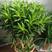 百合竹盆栽金心室内大型绿植盆栽四季常青可水培土培植物