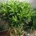 百合竹盆栽金心室内大型绿植盆栽四季常青可水培土培植物