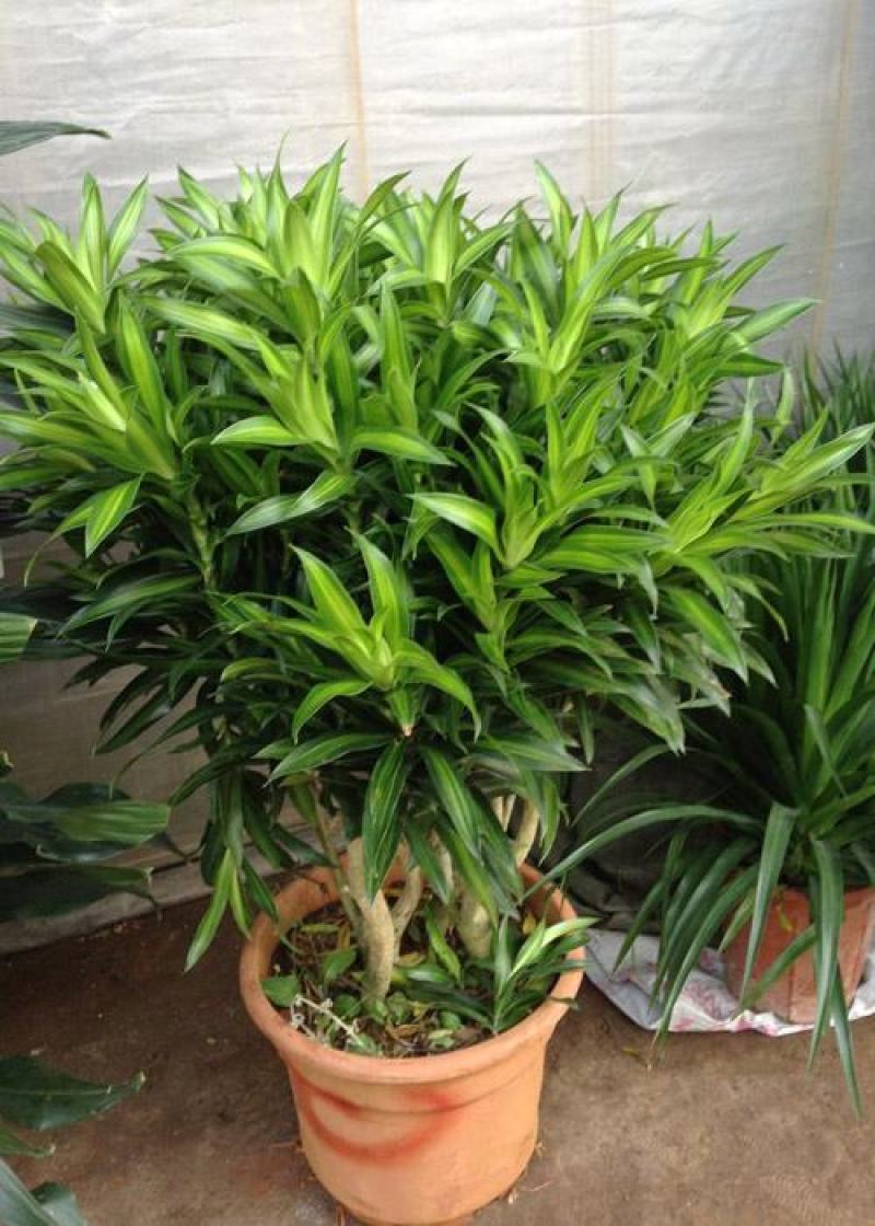 百合竹盆栽金心室内大型绿植盆栽四季常青可水培土培植物