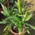 百合竹盆栽金心室内大型绿植盆栽四季常青可水培土培植物