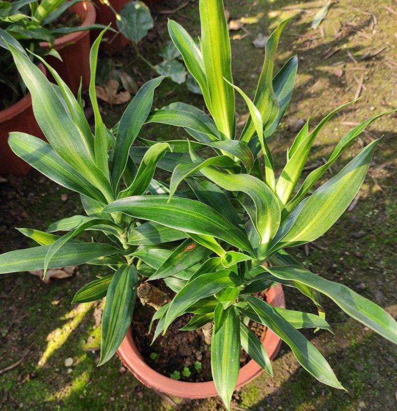 百合竹盆栽金心室内大型绿植盆栽四季常青可水培土培植物