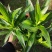 百合竹盆栽金心室内大型绿植盆栽四季常青可水培土培植物