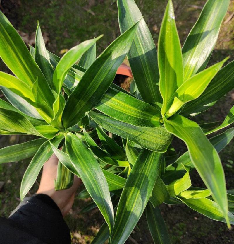 百合竹盆栽金心室内大型绿植盆栽四季常青可水培土培植物