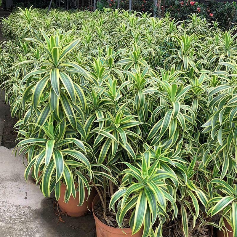 百合竹盆栽金心室内大型绿植盆栽四季常青可水培土培植物