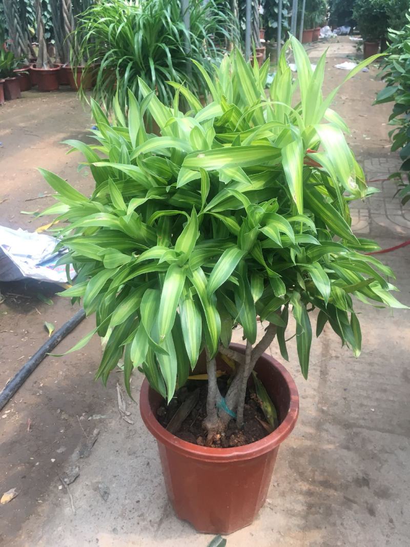 百合竹盆栽金心室内大型绿植盆栽四季常青可水培土培植物