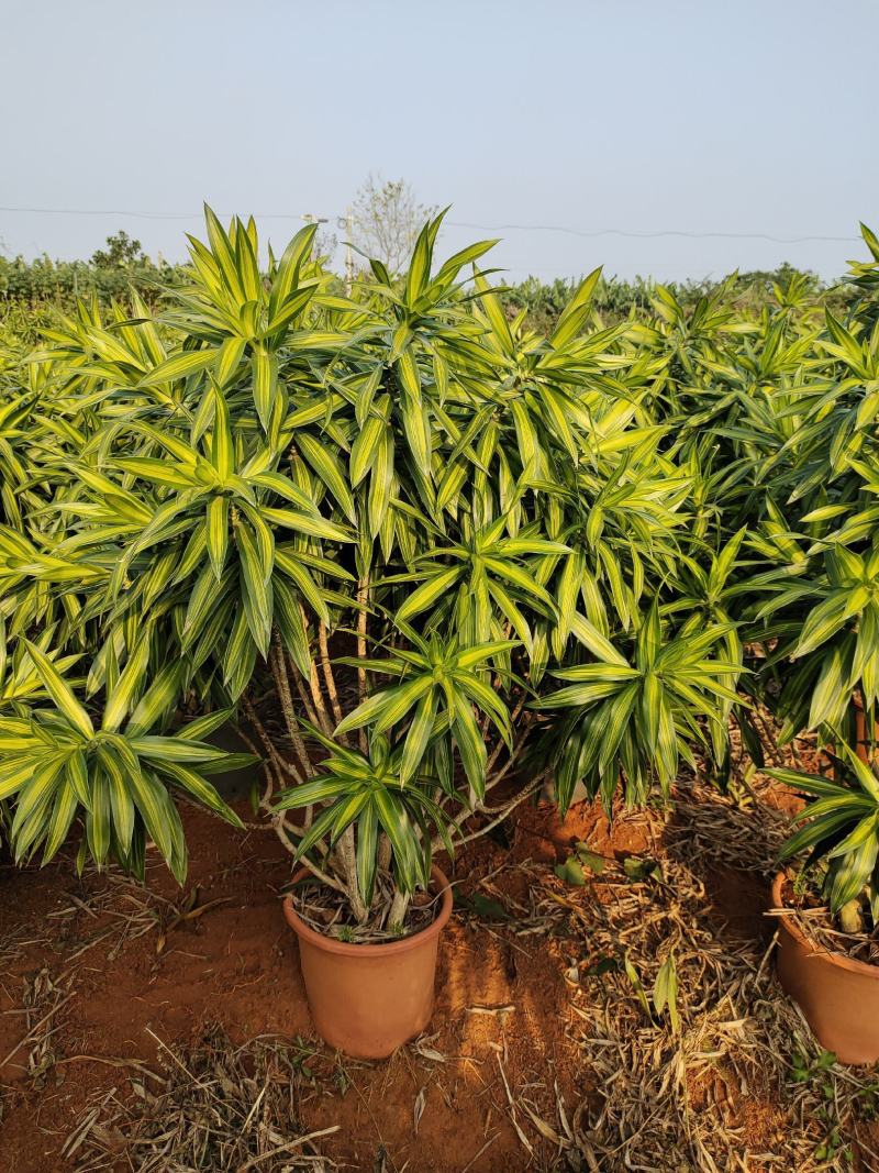 百合竹盆栽金心室内大型绿植盆栽四季常青可水培土培植物