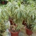 百合竹盆栽金心室内大型绿植盆栽四季常青可水培土培植物
