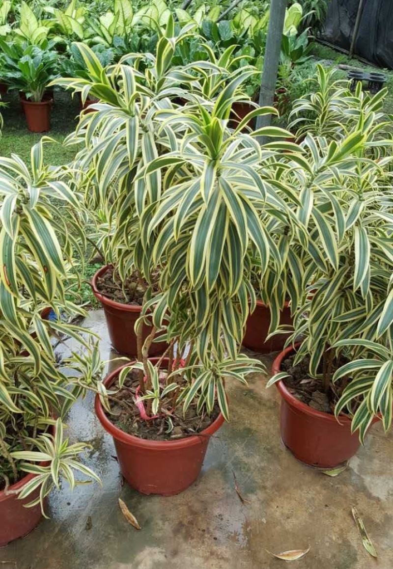 百合竹盆栽金心室内大型绿植盆栽四季常青可水培土培植物