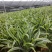 百合竹盆栽金心室内大型绿植盆栽四季常青可水培土培植物