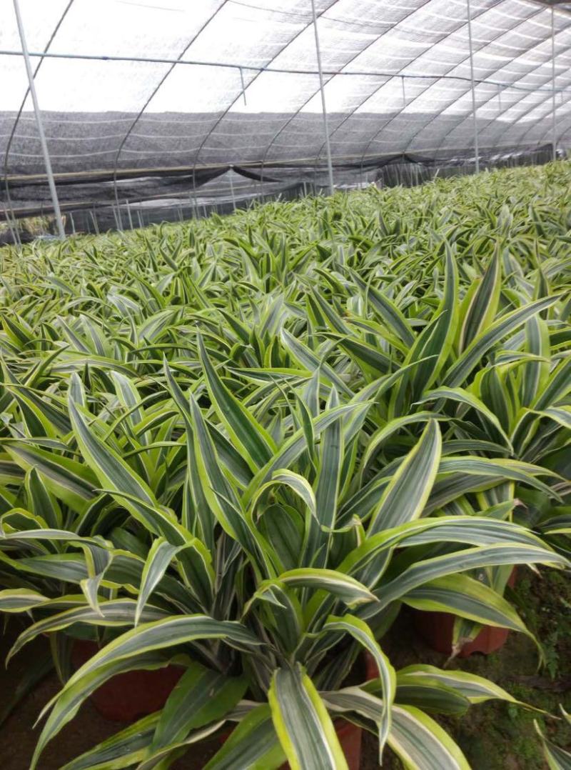 百合竹盆栽金心室内大型绿植盆栽四季常青可水培土培植物