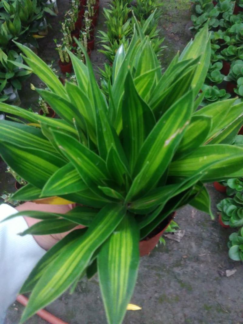 百合竹盆栽金心室内大型绿植盆栽四季常青可水培土培植物