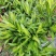 百合竹盆栽金心室内大型绿植盆栽四季常青可水培土培植物