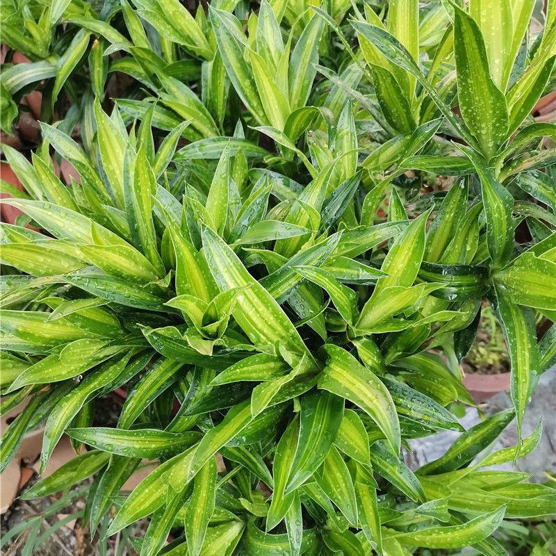 百合竹盆栽金心室内大型绿植盆栽四季常青可水培土培植物