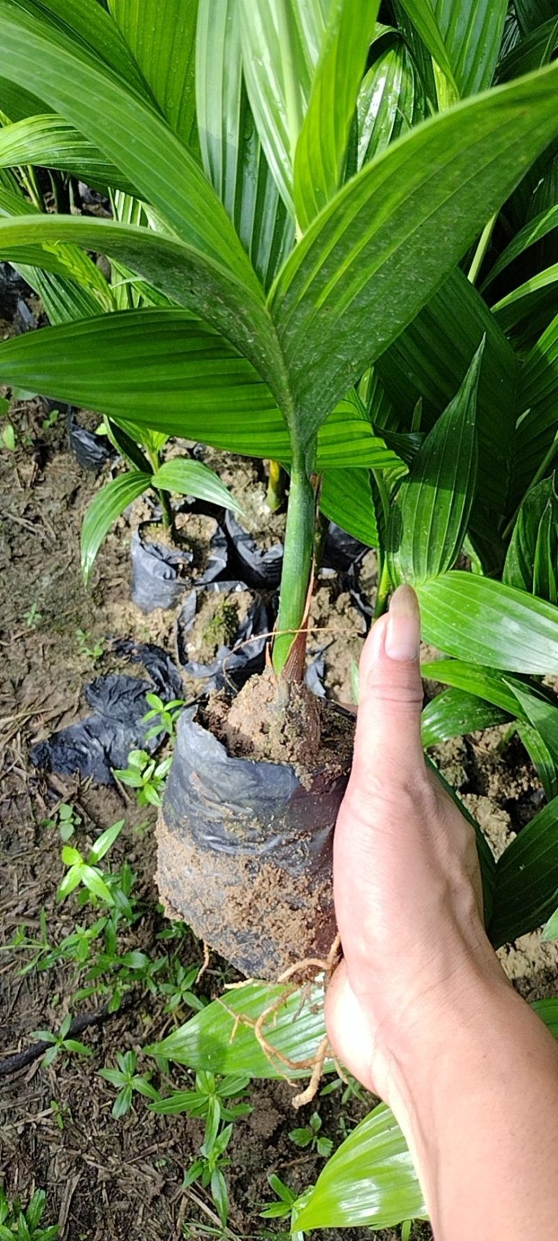 本地槟榔苗