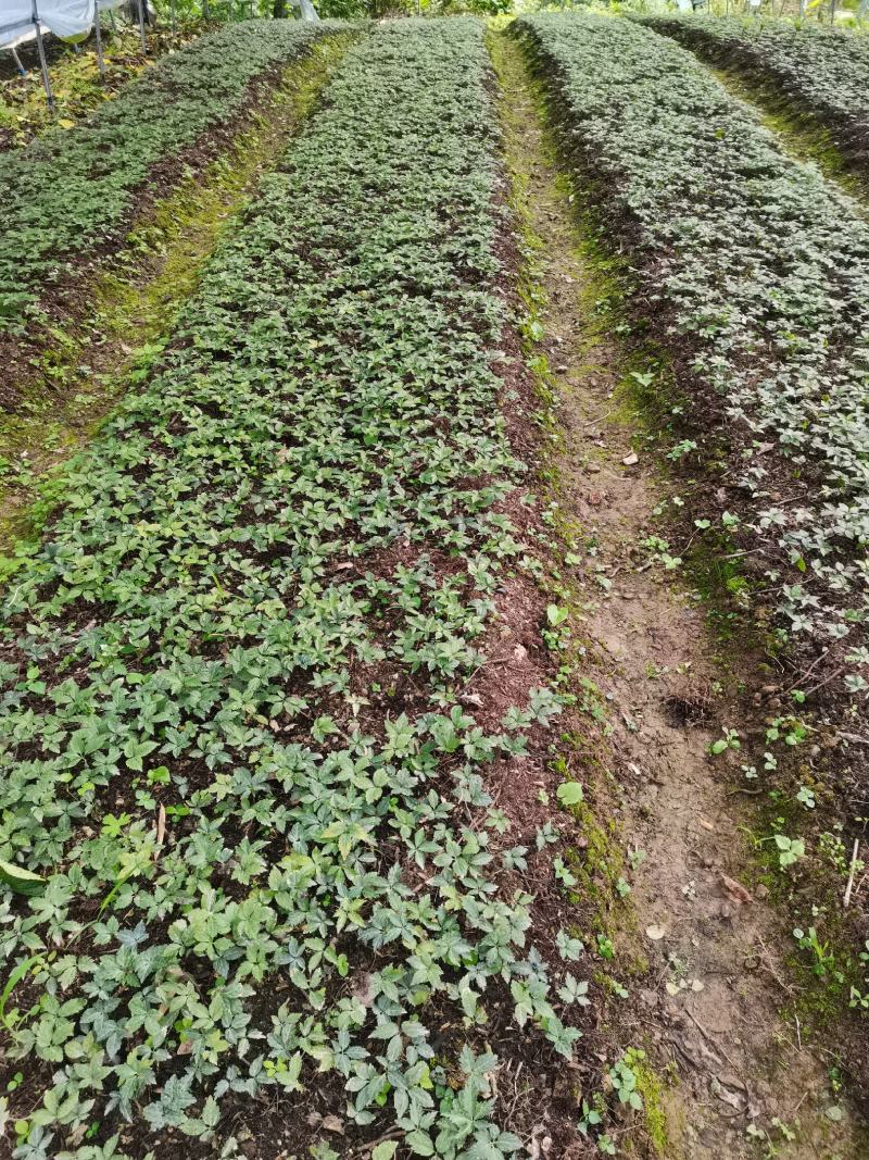 湖北大叶竹节参种苗，各种规格型号都有，欢迎新老客户关顾
