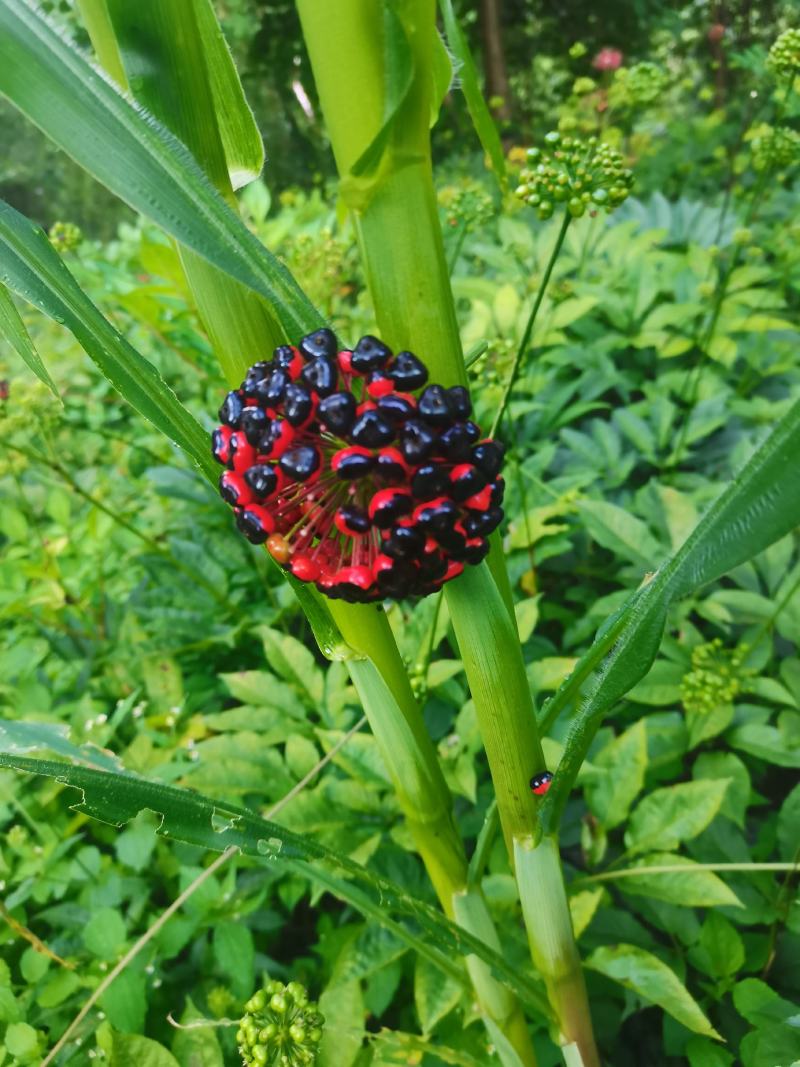 湖北大叶竹节参种苗，各种规格型号都有，欢迎新老客户关顾