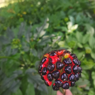 湖北大叶竹节参种苗，各种规格型号都有，欢迎新老客户关顾