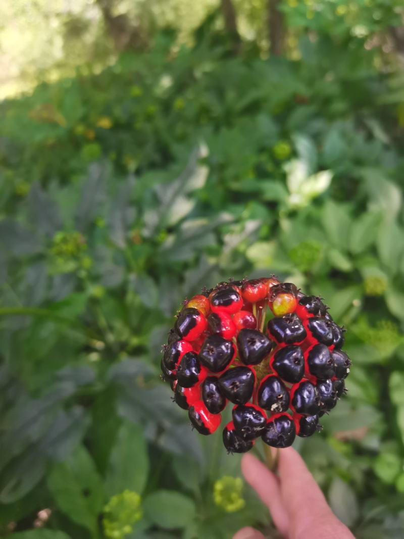 湖北大叶竹节参种苗，各种规格型号都有，欢迎新老客户关顾