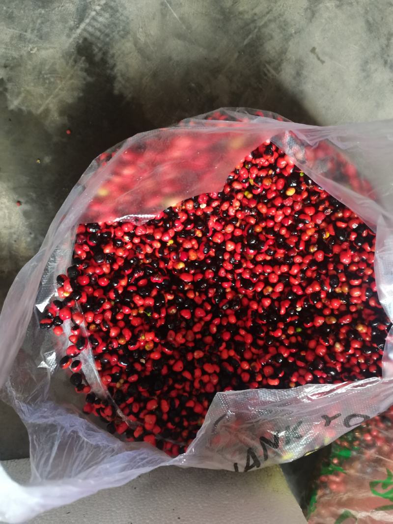 湖北大叶竹节参种苗，各种规格型号都有，欢迎新老客户关顾