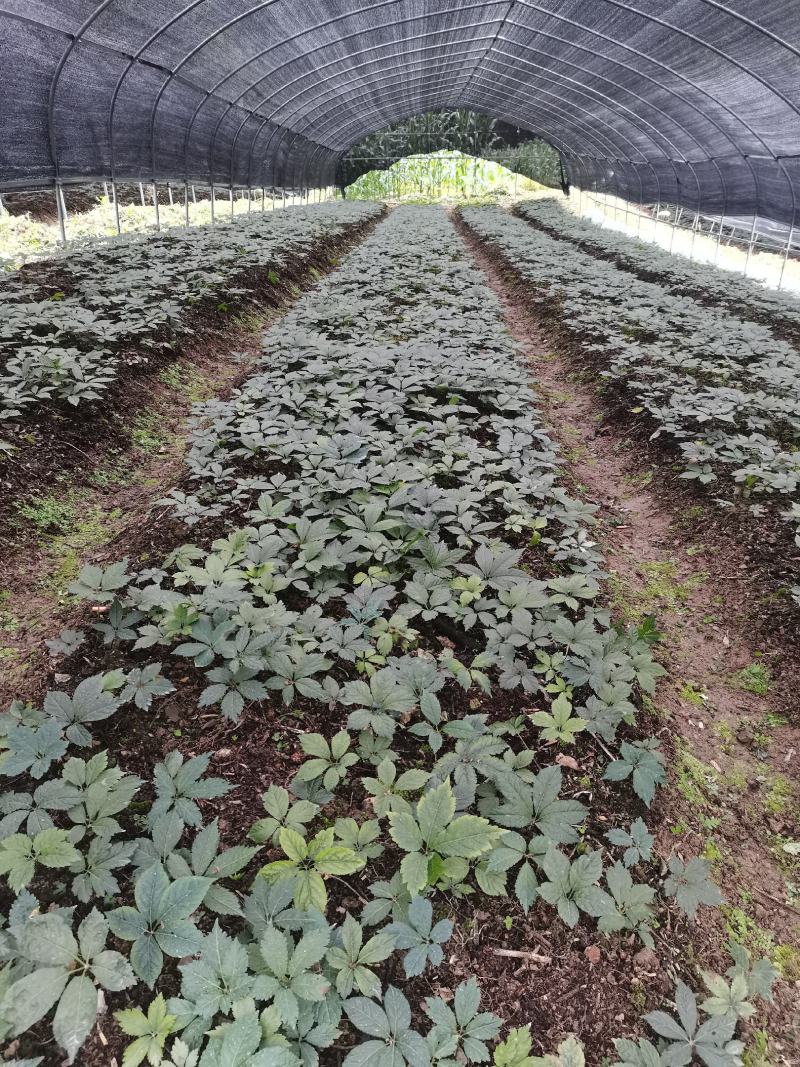 湖北大叶竹节参种苗，各种规格型号都有，欢迎新老客户关顾