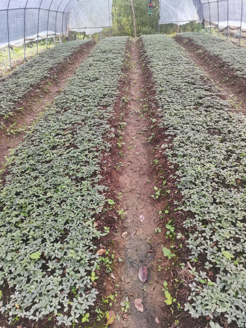 湖北大叶竹节参种苗，各种规格型号都有，欢迎新老客户关顾