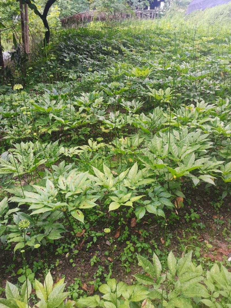 湖北大叶竹节参种苗，各种规格型号都有，欢迎新老客户关顾