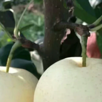 梨