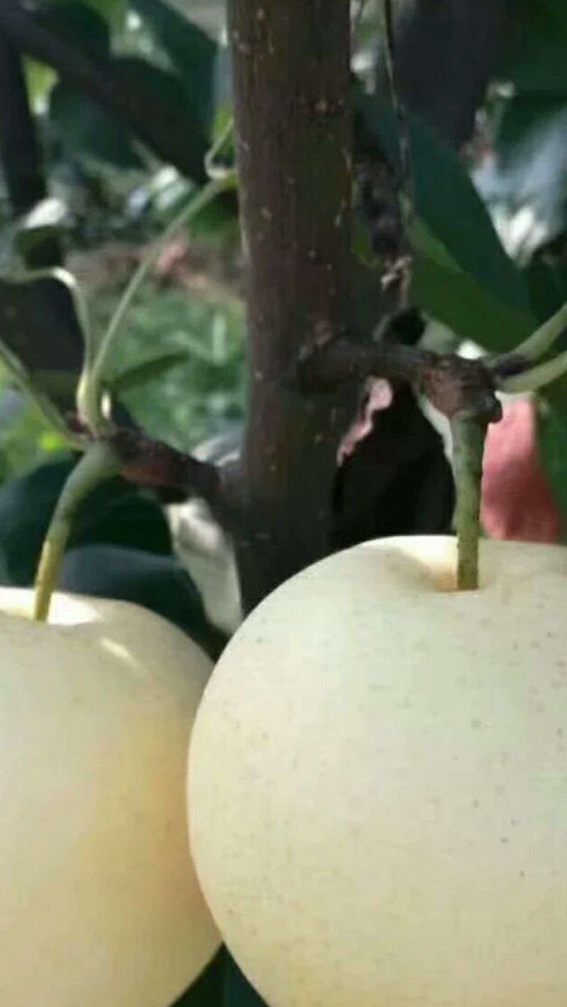 梨