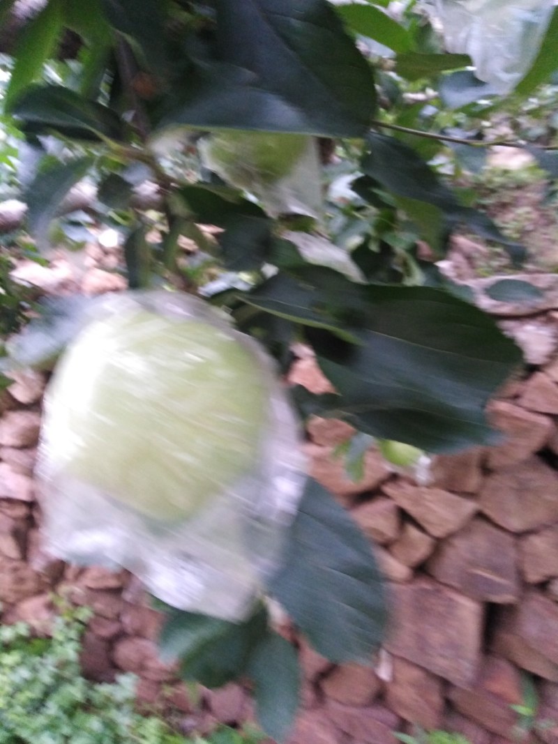 金帅苹果，金帅苹果属于青苹果，酸甜联系我时，说在一亩田上