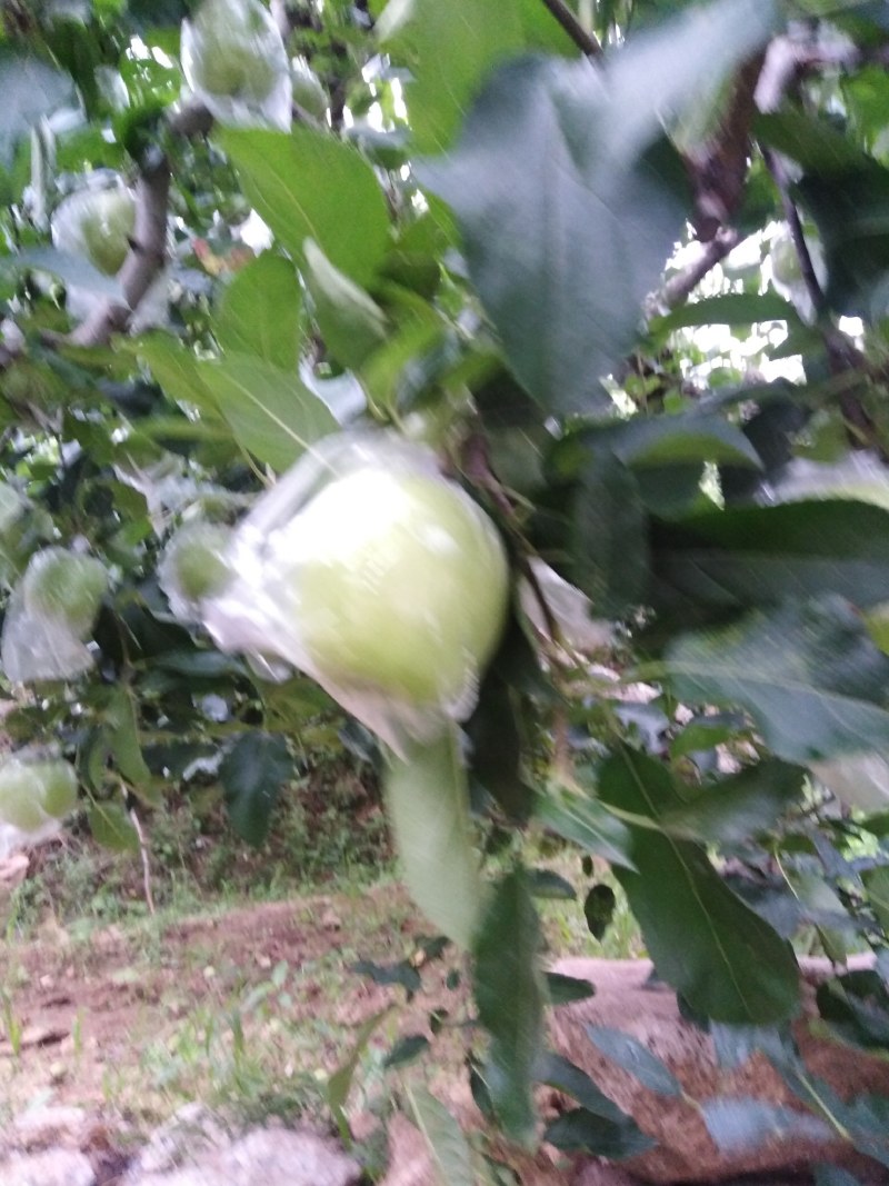 金帅苹果，金帅苹果属于青苹果，酸甜联系我时，说在一亩田上
