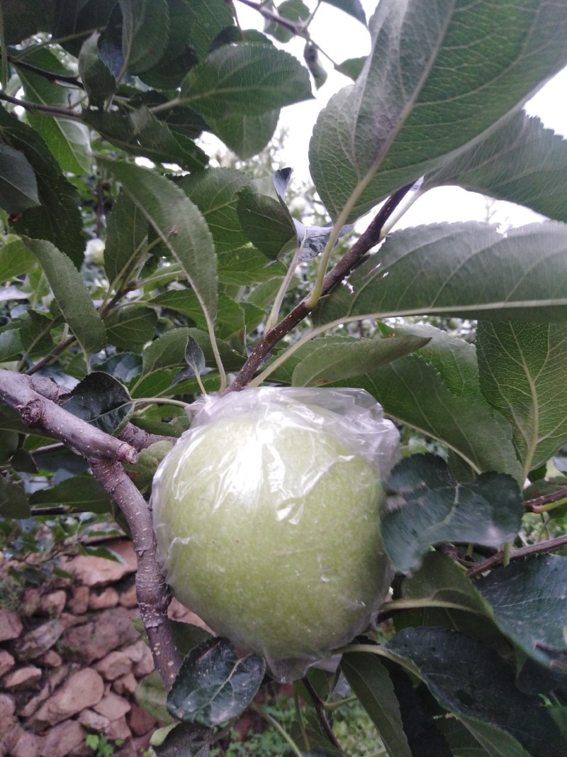 金帅苹果，金帅苹果属于青苹果，酸甜联系我时，说在一亩田上