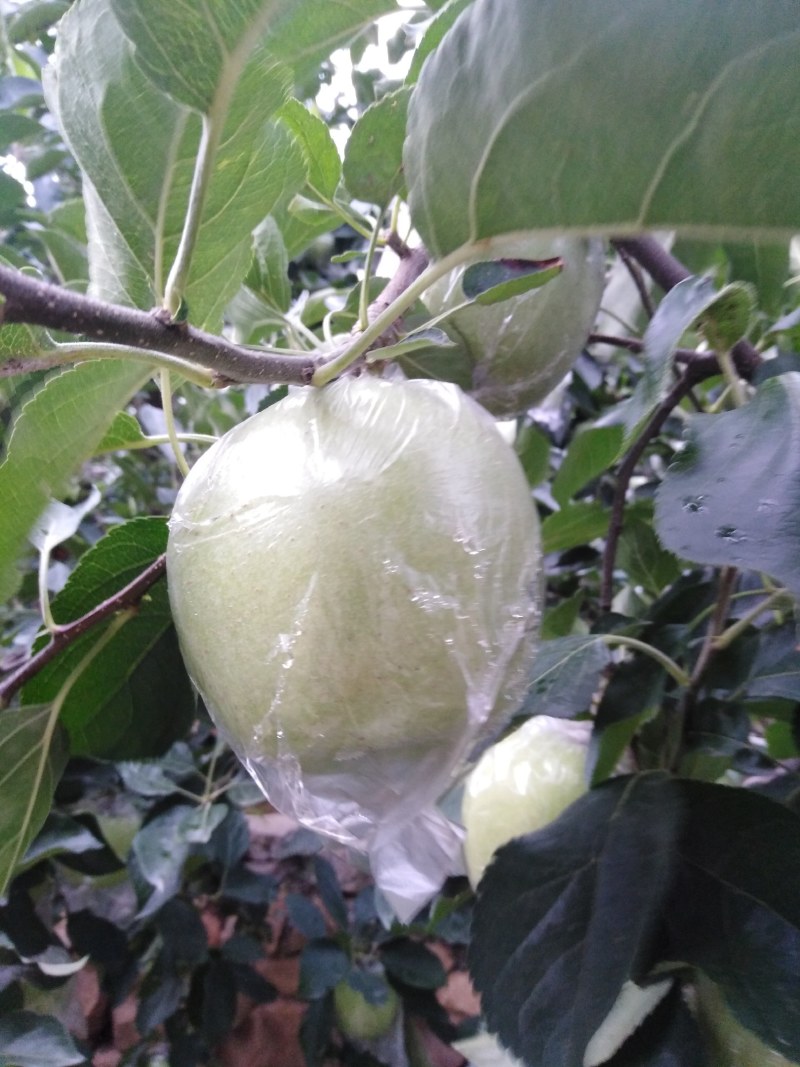 金帅苹果，金帅苹果属于青苹果，酸甜联系我时，说在一亩田上