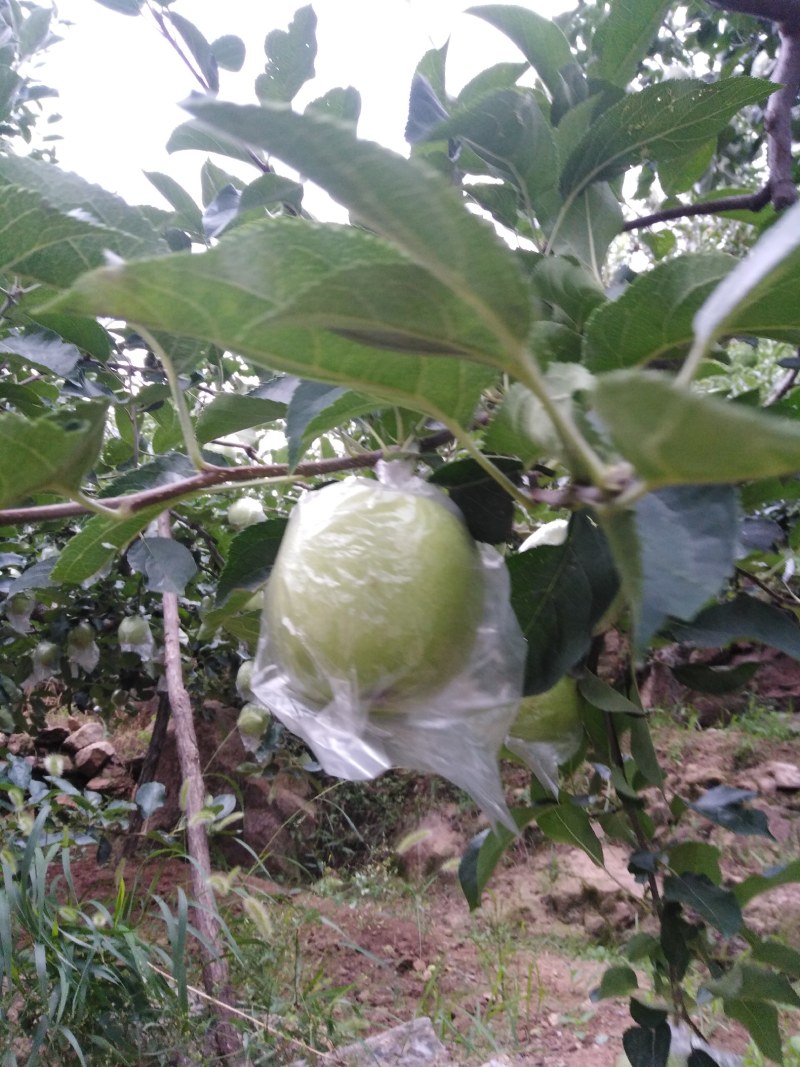 金帅苹果，金帅苹果属于青苹果，酸甜联系我时，说在一亩田上