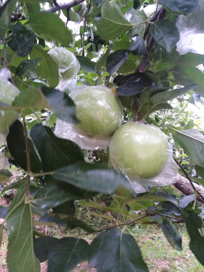 金帅苹果，金帅苹果属于青苹果，酸甜联系我时，说在一亩田上