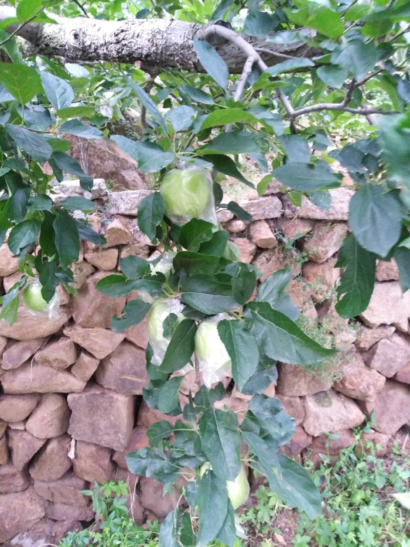 金帅苹果，金帅苹果属于青苹果，酸甜联系我时，说在一亩田上