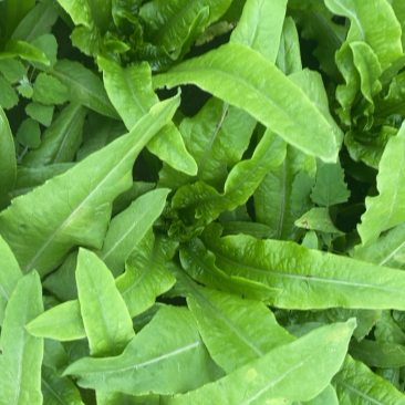 油麦菜基地精品油麦菜叶大而绿