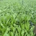 油麦菜基地精品油麦菜叶大而绿