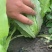 油麦菜基地精品油麦菜叶大而绿